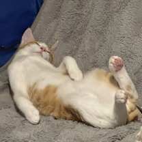 Thumbnail photo of Stitch #2