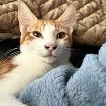 Thumbnail photo of Stitch #3