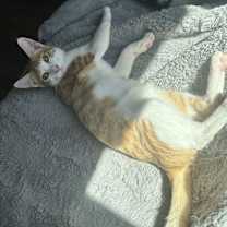 Thumbnail photo of Stitch #4