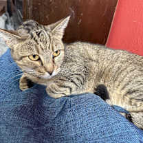 Thumbnail photo of Talia *foster needed* #1