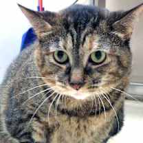 Thumbnail photo of Gambit (in foster) #3