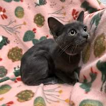 Thumbnail photo of Pelusa #1