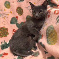 Thumbnail photo of Pelusa #2