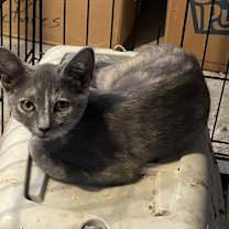 Thumbnail photo of Courtesy Kitties #2