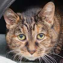 Thumbnail photo of Gambit (in foster) #2