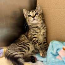 Thumbnail photo of The Pumpkin Queen #1