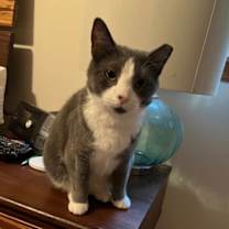 Thumbnail photo of Oliver #2