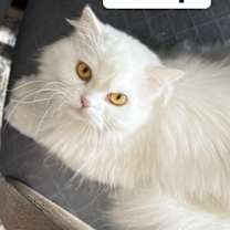 Thumbnail photo of Q-Tip #2