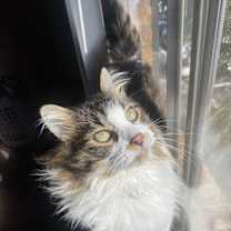 Thumbnail photo of Niya #1