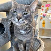 adopt-pet