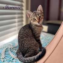 Thumbnail photo of Stormie #2