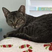 Thumbnail photo of Pickle #2