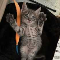 Thumbnail photo of Miles #2