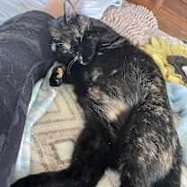 Thumbnail photo of Lila #4