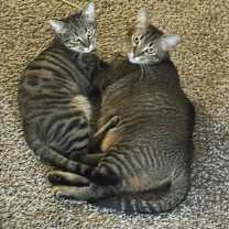 Thumbnail photo of Tiger #4