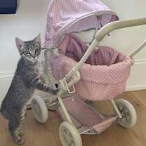 Thumbnail photo of Miles #4