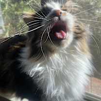 Thumbnail photo of Niya #3