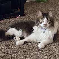 Thumbnail photo of Niya #4