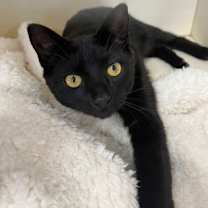 Thumbnail photo of Racker IN FOSTER #2