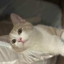 Thumbnail photo of Hue #2