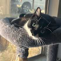 Thumbnail photo of Nitro #1