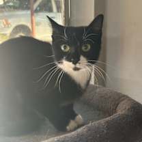 Thumbnail photo of Nitro #4