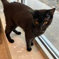 adopt-pet