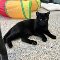 adopt-pet