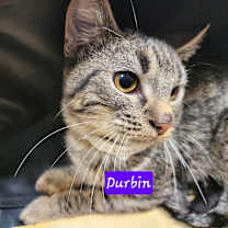 Thumbnail photo of Durbin #3