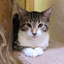 Thumbnail photo of Buzz #1