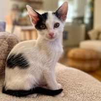 Thumbnail photo of Moo #1