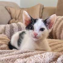 Thumbnail photo of Moo #2