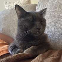 Thumbnail photo of Celeste #4