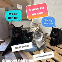 Thumbnail photo of Ebony *Cyd #4