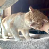 Thumbnail photo of Sweet Potato #4