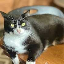 Thumbnail photo of Belle #1