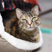 Thumbnail photo of Sundae #3