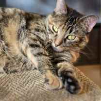 Thumbnail photo of Sundae #4