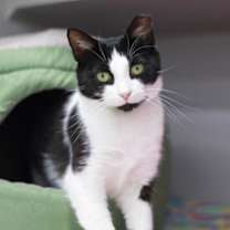 Thumbnail photo of Furbie #1