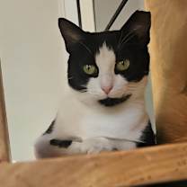 Thumbnail photo of Furbie #3