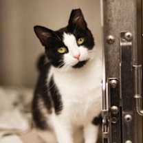 Thumbnail photo of Furbie #4