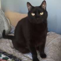 Thumbnail photo of Lokey #2