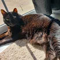 Thumbnail photo of Lokey #3