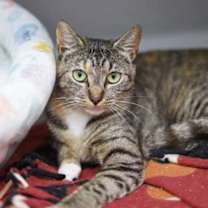 Thumbnail photo of Aurora #2