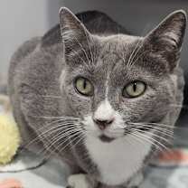 Thumbnail photo of Praline #1