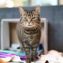 Thumbnail photo of Poppy #2