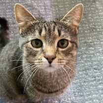 Thumbnail photo of Merrill #1