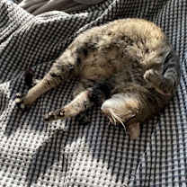 Thumbnail photo of Merrill #4