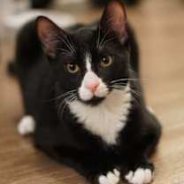 Thumbnail photo of Nutty Buddy #2