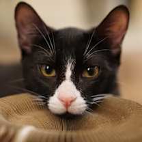 Thumbnail photo of Nutty Buddy #4